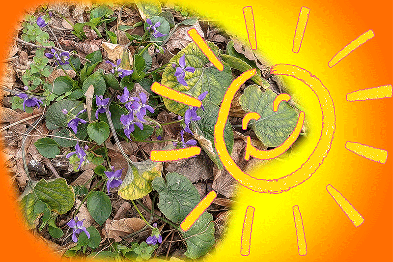 11.. März 2019 - an unserem Vorgarten-Biotop blühen die Sumpf-Dotterblumen